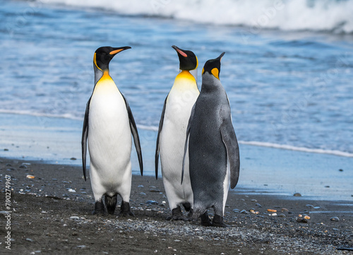 Gruppe stehender Königspinguine am Strand - sie scheinen sich zu unterhalten