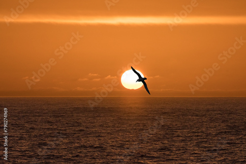 Sonnenuntergang in der Antarktis mit Albatros vor der Sonne