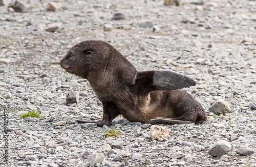 junges Seelöwen Baby akrobatischer Übung photo