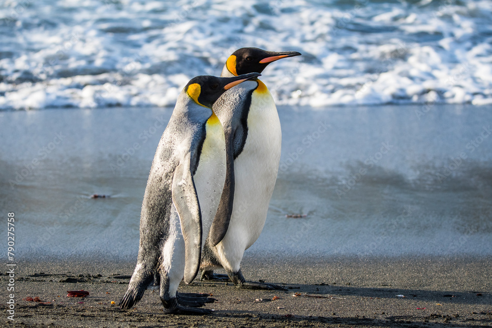Fototapeta premium zwei Königspinguine beim Strandspaziergang