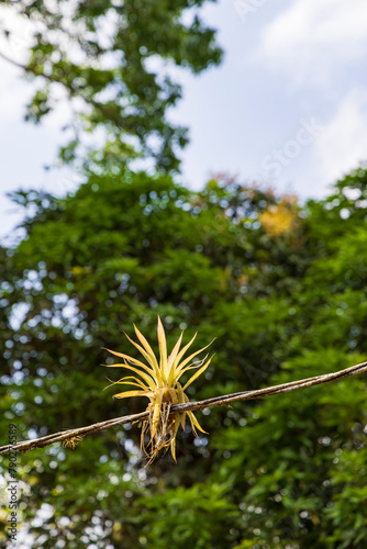 Bromeliads growing on old electrictiy wire in Nicaragua