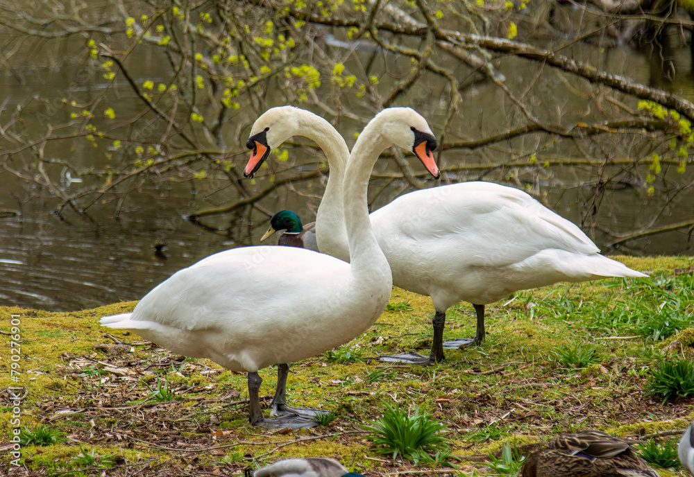 Pair of mute swans on the grass Pair of mute swans on the grass