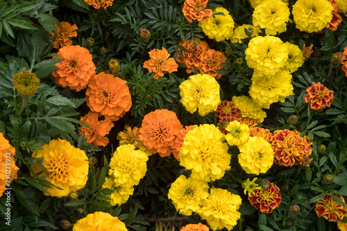 Fototapeta Naklejka Na Ścianę i Meble -  Merigold flowers is blooming in the park.