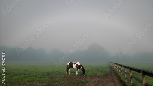 Black and Whtie Horse In Fog photo