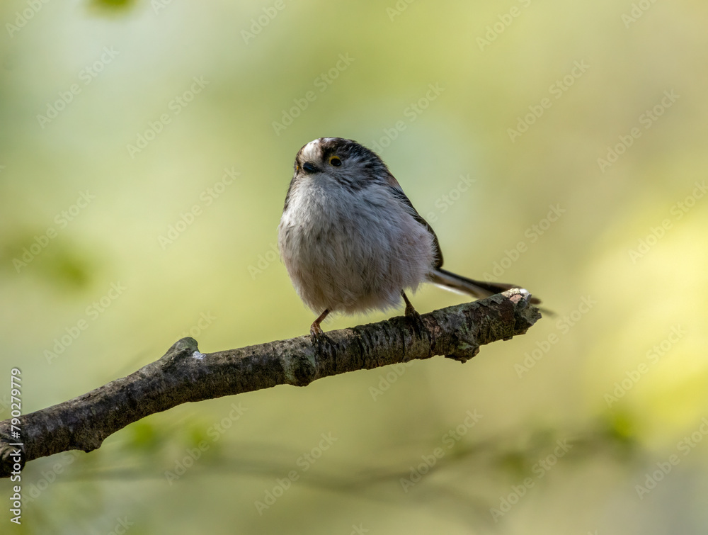 Fototapeta premium Cute little long tailed tit perched on a branch with natural background