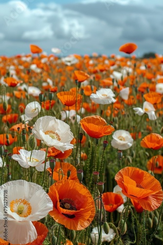 Field Full of Orange and White Flowers