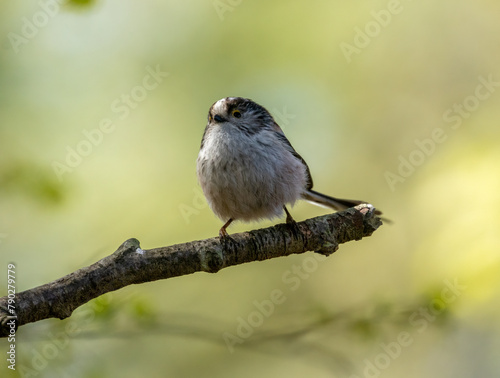 Cute little long tailed tit perched on a branch with natural background