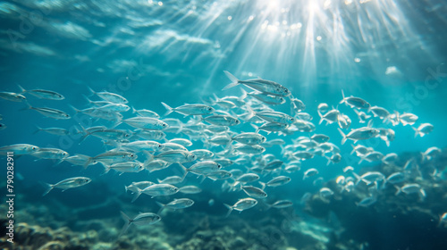 School of silver fish swimming synchronously in clear blue ocean water photo