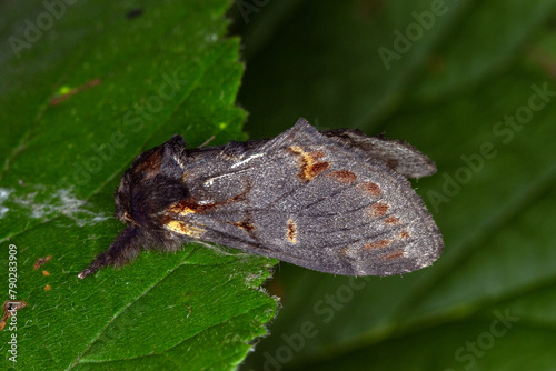 Dromedar-Zahnspinner, Notodonta dromedarius, Remscheid, Natur-Schule Grund, 18.08.2023 photo