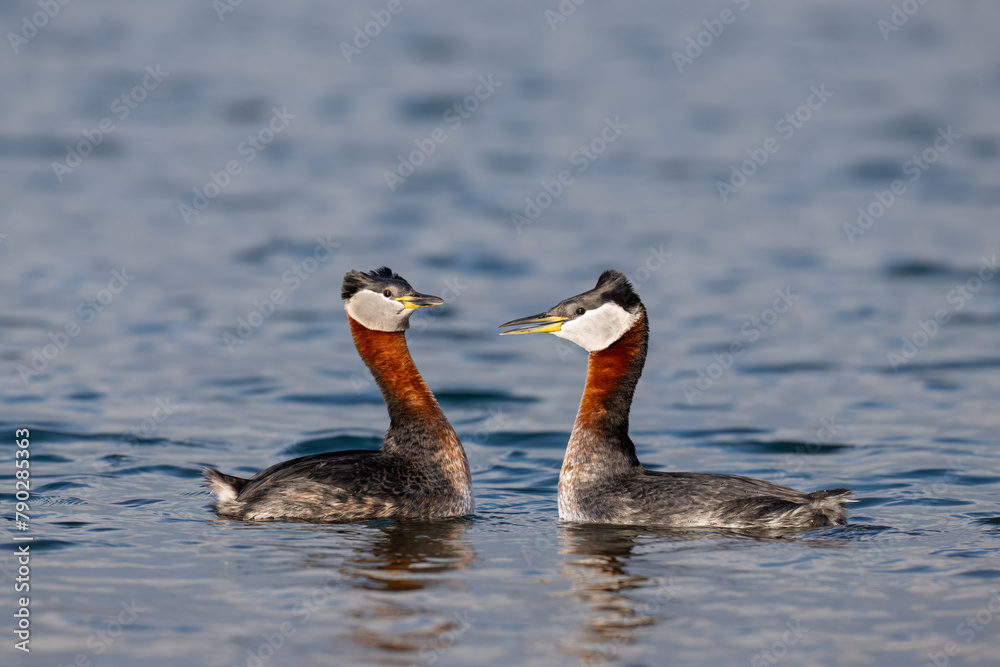 The Courtship Display of Red Necked Grebes in the lake The Courtship Display of Red Necked Grebes in the lake