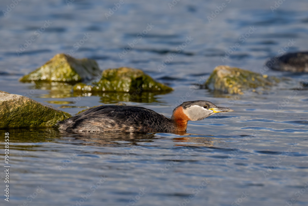 Naklejka premium Red Necked Grebe swimming in the lake with rocks