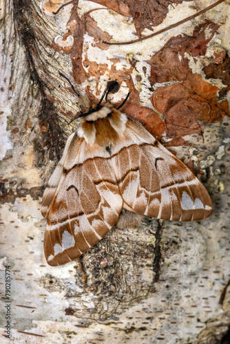 Birkenspinner, Endromis versicolora , Eitorf, Siegtal, 19.02.2023