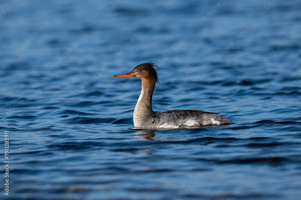 Female Red-breasted Merganser swimming in the lake