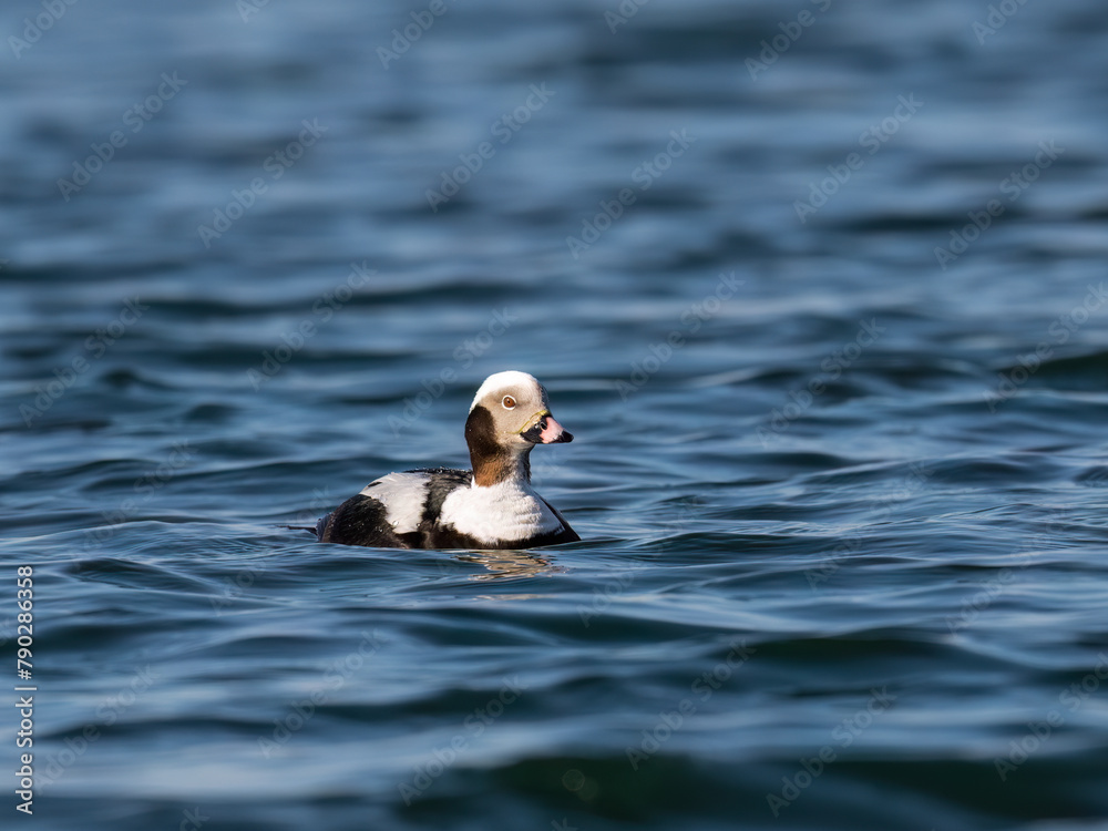 Naklejka premium Long-tailed Duck swimming in the lake