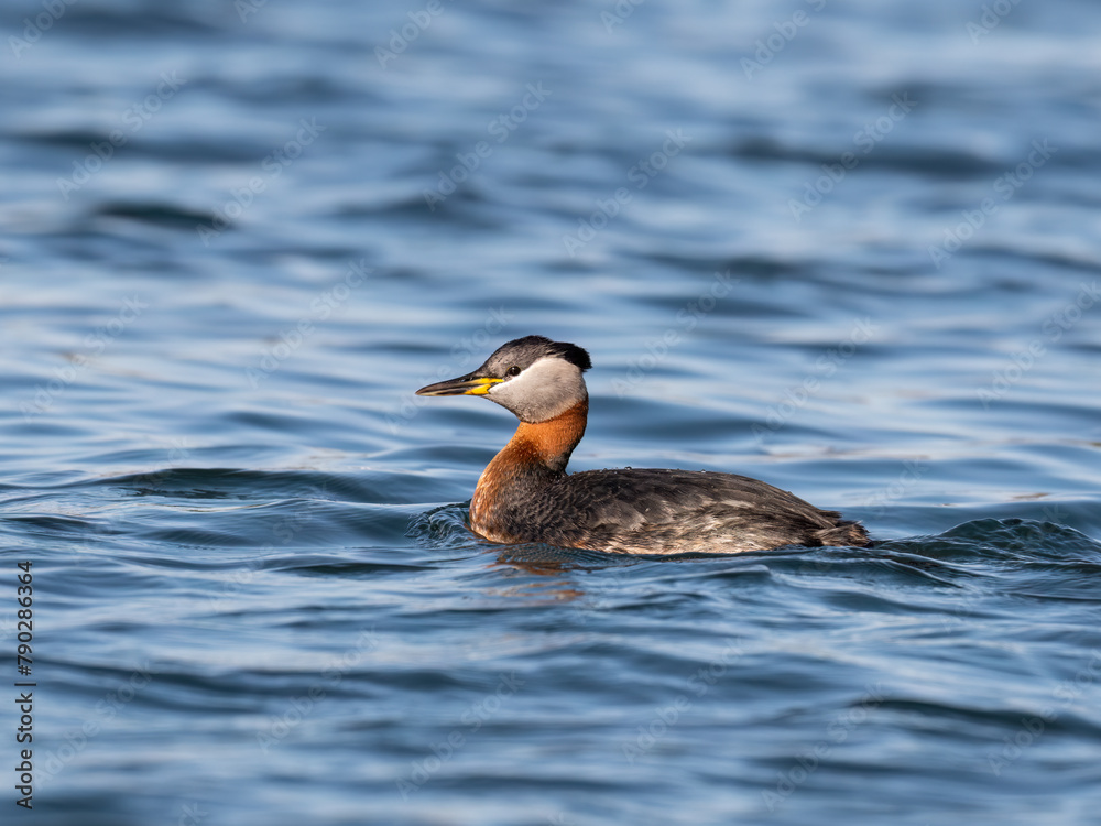 Fototapeta premium Red Necked Grebe swimming in blue water of the lake