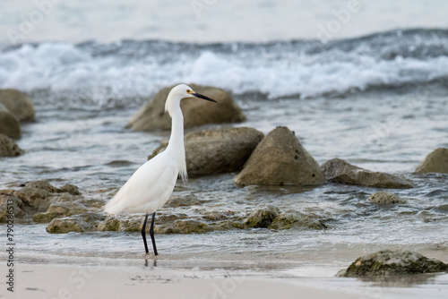 Snowy Egret fishing on the rocky beach of Caribbean sea © FotoRequest
