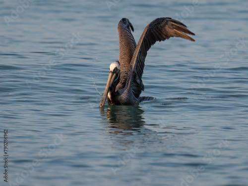 Brown Pelican with open wings swimming in Caribbean Sea