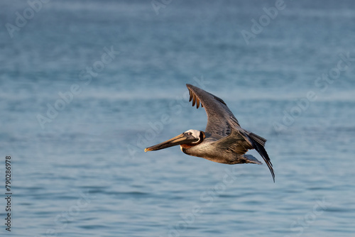 Brown Pelican in flight over Caribbean Sea © FotoRequest