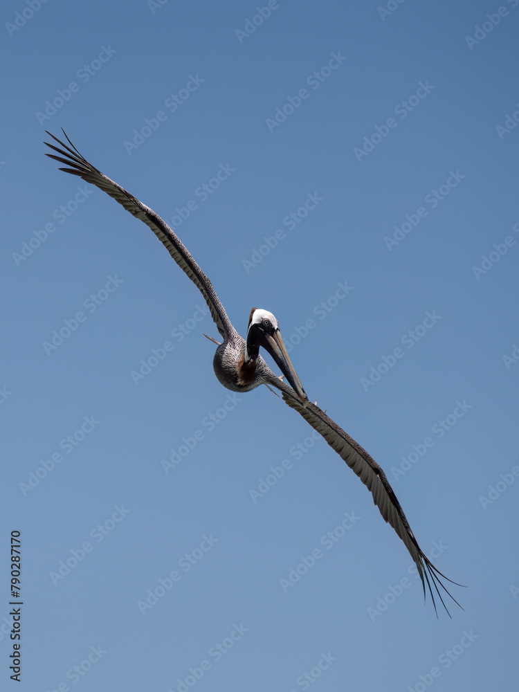 Brown Pelican in flight against blue sky Brown Pelican in flight against blue sky
