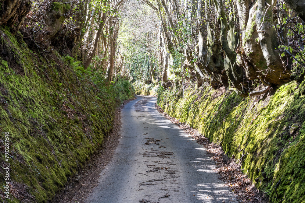 Fototapeta premium sunken lane