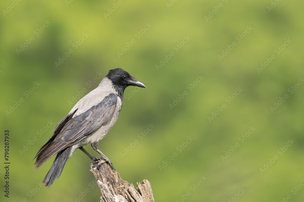 Obraz premium Hooded crow - Corvus corone - perched at green background. Photo from Lubusz Voivodeship in Poland. Copy space right side.