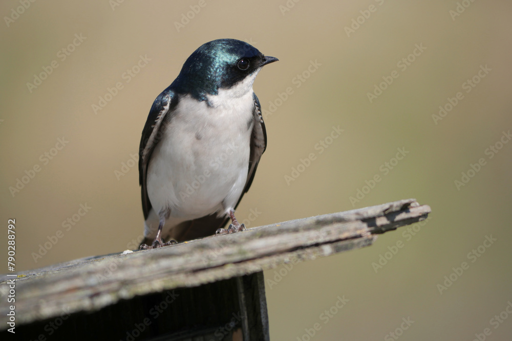 Naklejka premium Tree swallow perched on a birdhouse during a spring season at the Pitt River Dike Scenic Point in Pitt Meadows, British Columbia, Canada