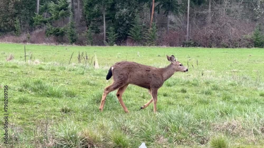 Seattle, WA USA - March 12, 2024: Increased Deer population grazing in a grassy meadow. Seattle, WA USA - March 12, 2024: Increased Deer population grazing in a grassy meadow.