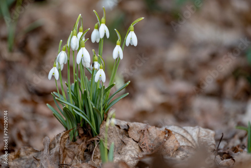 Snowdrop spring flowers.The first early snowdrop flower.White snowdrop . Galanthis in early spring gardens © Neils