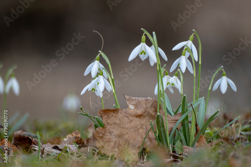 Snowdrop spring flowers.The first early snowdrop flower.White snowdrop . Galanthis in early spring gardens