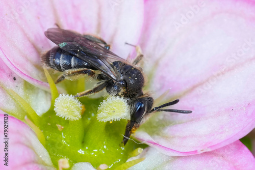 Closeup on a dwarf mining bee of the Andrena minutula group, sipping nectar from a pink Saxifraga flower photo