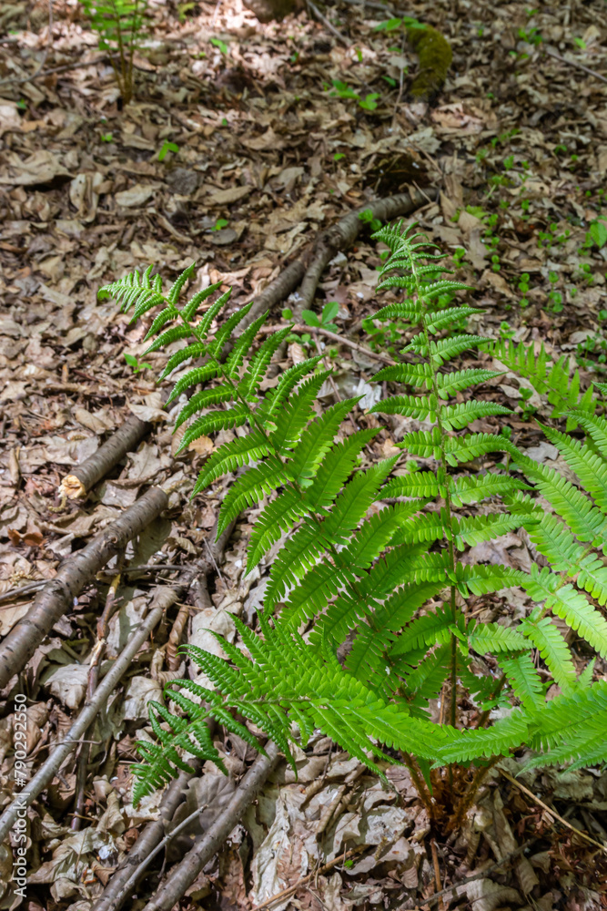 Obraz premium Fern is a member of a group of vascular plants that reproduce by spores and have neither seeds nor flowers. Medicinal plant