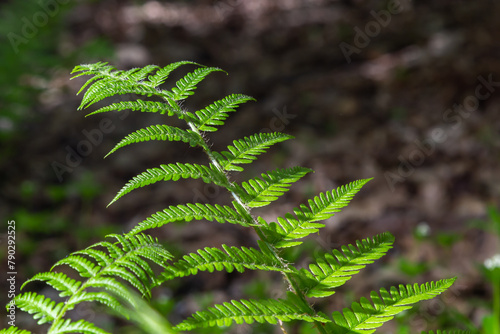 Fern is a member of a group of vascular plants that reproduce by spores and have neither seeds nor flowers. Medicinal plant photo