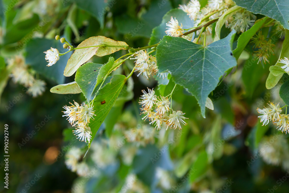 Linden tree flowers clusters tilia cordata, europea, small-leaved lime, littleleaf linden bloom. Pharmacy, apothecary, natural medicine, healing herbal tea, aromatherapy. Spring background Linden tree flowers clusters tilia cordata, europea, small-leaved lime, littleleaf linden bloom. Pharmacy, apothecary, natural medicine, healing herbal tea, aromatherapy. Spring background