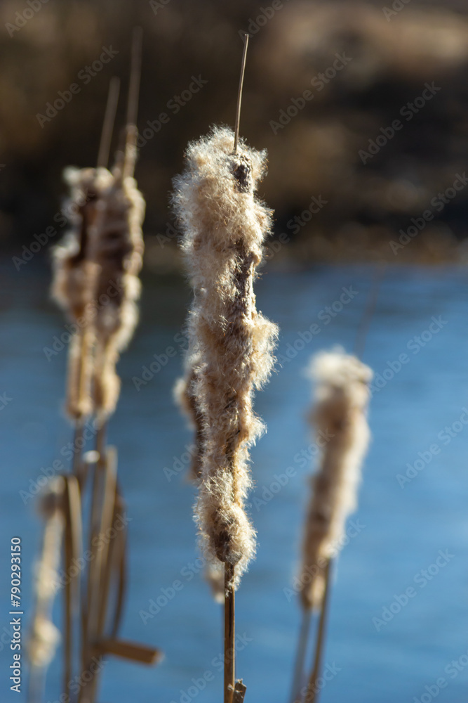 Cattails bulrush Typha latifolia beside river. Closeup of blooming cattails during early spring snowy background. Flowers and seed heads of fluffy cattail Cattails bulrush Typha latifolia beside river. Closeup of blooming cattails during early spring snowy background. Flowers and seed heads of fluffy cattail