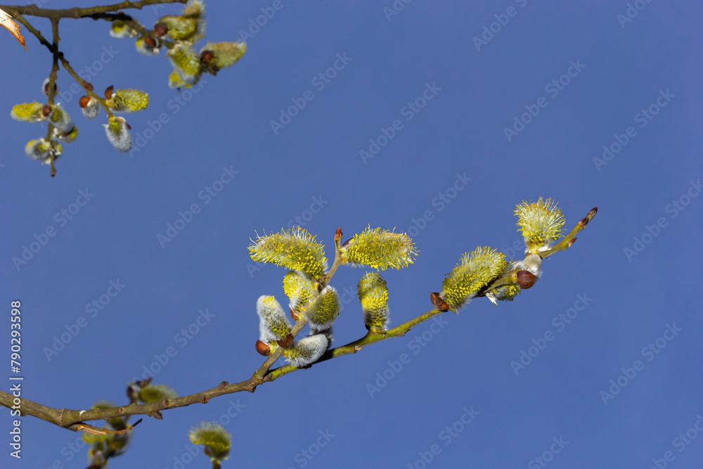Willow Salix caprea branch with coats, fluffy willow flowers. Easter. Palm Sunday. Goat Willow Salix caprea in park, Willow Salix caprea branches with buds blossoming Willow Salix caprea branch with coats, fluffy willow flowers. Easter. Palm Sunday. Goat Willow Salix caprea in park, Willow Salix caprea branches with buds blossoming