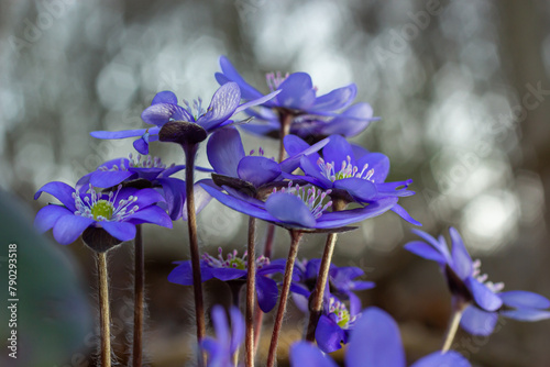 Beautiful macro shot of a first single wildflower Large Blue Hepatisa Hepatisa transsylvanica starting to bloom among dry leaves in early spring photo