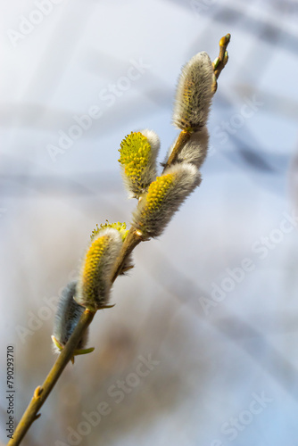 Pussy Willow on the waterside in early spring. Blur background on a sunny day. Symbol of Palm Sunday and Easter photo