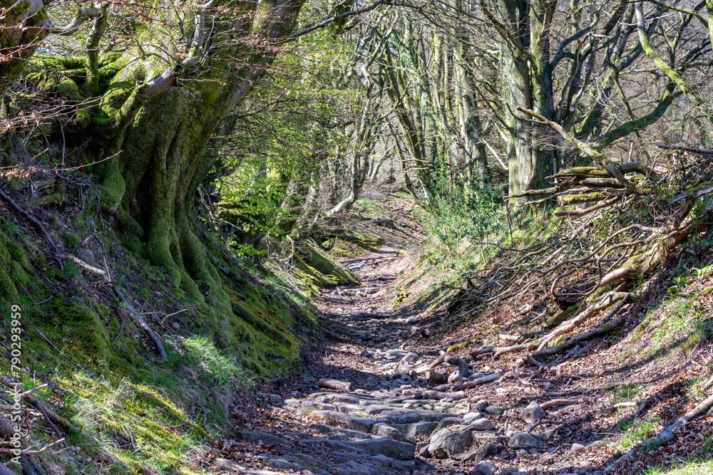 Fototapeta premium old sunken lane