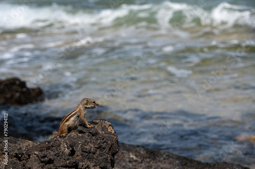 Barbary ground squirrel, atlantoxerus getulus, invasive species scavenging for food amongst rocks, Costa Calma, Fuerteventura