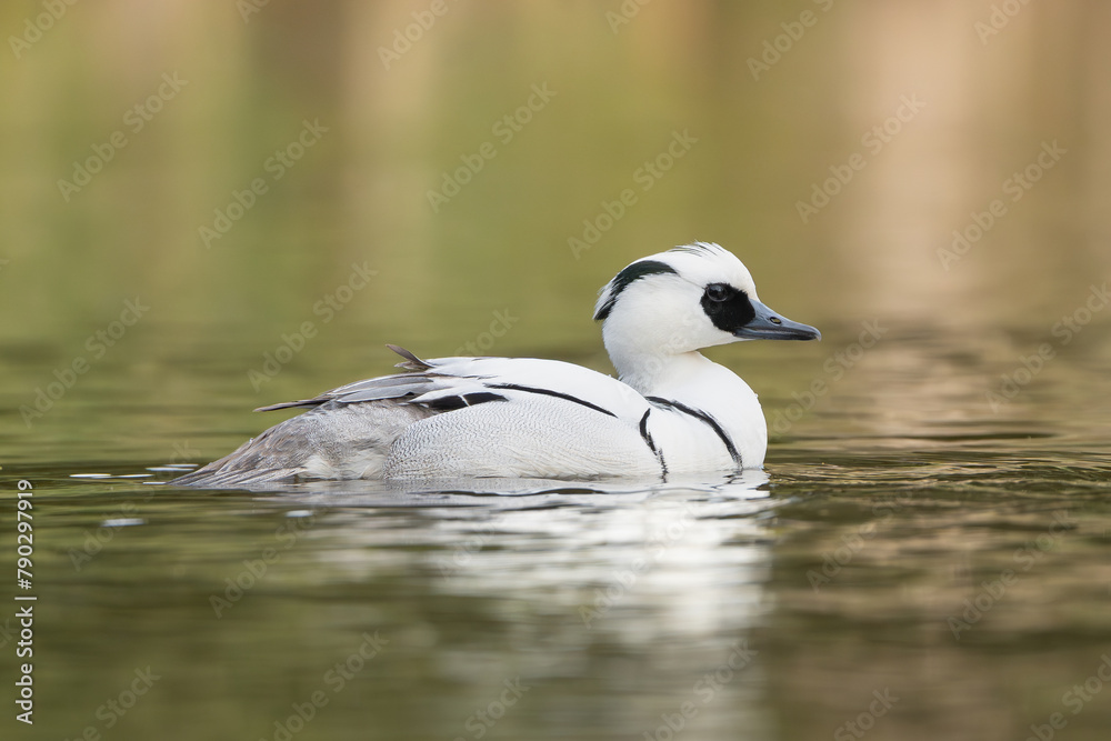 Smew - Mergellus albellus male swimming in colorful water. Photo from Lubusz Voivodeship in Poland.	