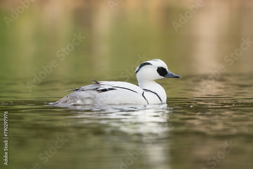 Smew - Mergellus albellus male swimming in colorful water. Photo from Lubusz Voivodeship in Poland.
