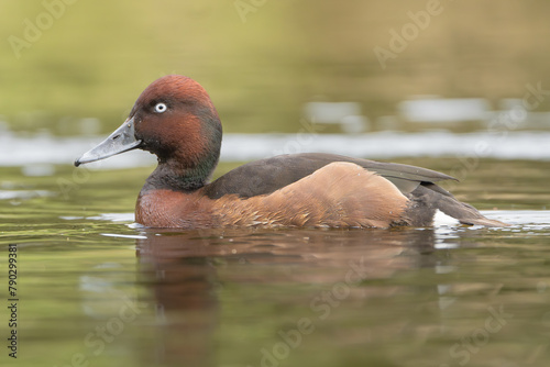 Ferruginous duck, ferruginous pochard, common white-eye or white-eyed pochard - Aythya nyroca swimming in water. Photo from Lubusz Voivodeship in Poland.