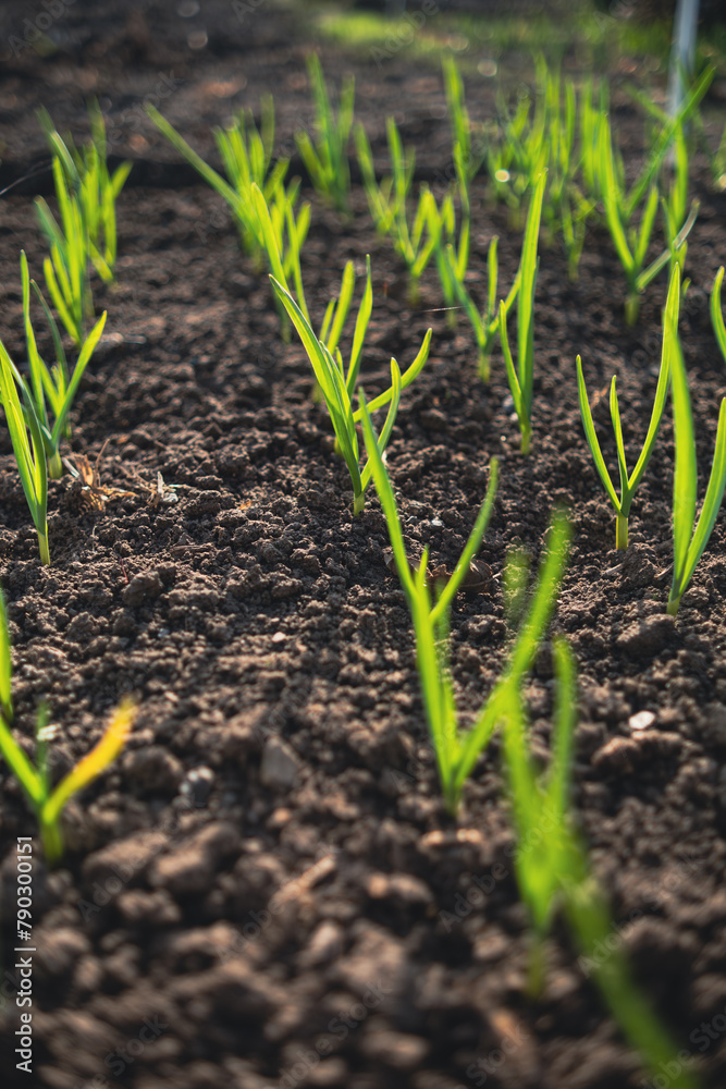 Garlic sprouts growing in rows in rich soil, illuminated by early morning light. Garlic sprouts growing in rows in rich soil, illuminated by early morning light.