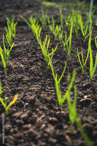 Garlic sprouts growing in rows in rich soil, illuminated by early morning light.