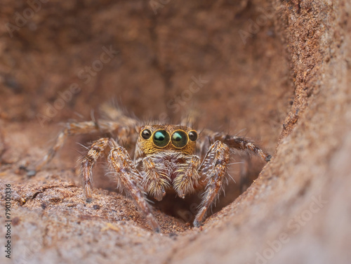 House jumping spider in the hole of wood