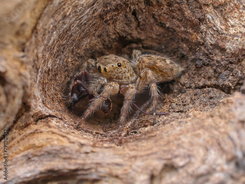 House jumping spider eat prey in the hole of wood
