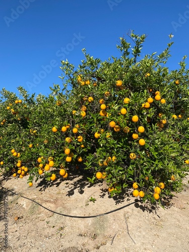 Orangenplantage, Südfrüchte, Orangen, Zitronen, Orange