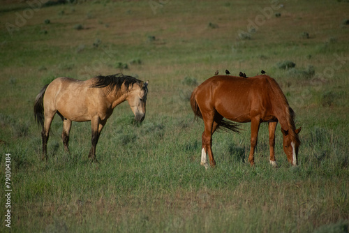 Wild Horses  Yakima Washington