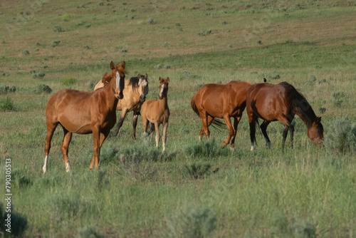 Wild Horses  Yakima Washington