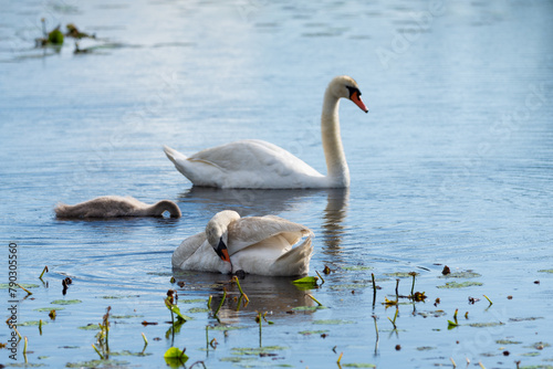 Swan family with baby cygnet on a wild pond